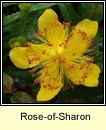 rose-of-sharon (lus bu Mhanannin)