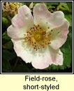 rose,short-styled field-rose (rs stleach)