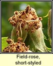 rose, field-rose,short-styled (rs stleach)