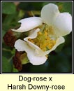 rose,dog-rose x harsh downy-rose
