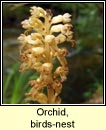 orchid,birds-nest (magairln neide in)