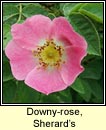 rose,Sherard's downy-rose (rs Shioraird)