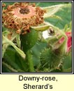rose, downy-rose,Sherards (rs Shioraird)