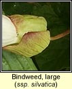 bindweed,large (ialus mr)