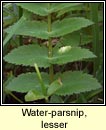 water-parsnip,lesser (rib uisce)