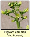 figwort,common, var bobartii