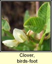 clover,birds-foot (seamair in)