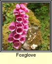 foxglove (lus mr)