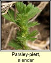 parsley-piert,slender (Mionn Muire caol)