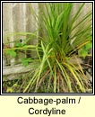 cabbage-palm