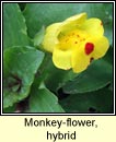 monkey-flower,hybrid