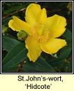 st johns-wort Hidcote