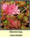 stonecrop,caucasian