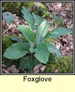 foxglove (lus mr)