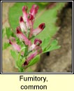 fumitory,common (camn searraigh dge)