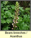 bears-breeches