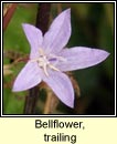 bellflower,trailing