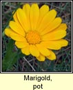 marigold,pot