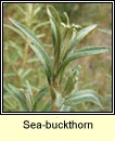 sea-buckthorn (draighean mara)