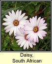 daisy,south african