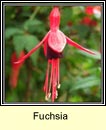 fuchsia (fiise)