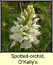 orchid, spotted, O'Kellys