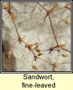 sandwort,fine-leaved (gaineamhlus mn)