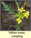 yellow-cress,creeping (biolar bu reatha)