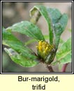 bur-marigold,trifid (scothg leathan)