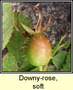 rose, downy-rose,soft (rs bog)