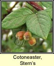 cotoneaster,Stern's