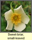 rose, sweet-briar,small-leaved (dris chumhra gheal)
