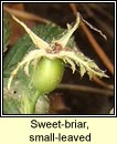 rose, sweet-briar,small-leaved (dris chumhra gheal)