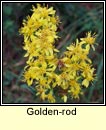 goldenrod (slat ir)