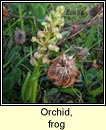 orchid,frog (magairln an loscin)
