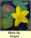 water-lily,fringed (scithn uisce)