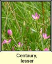 Centaury,lesser (drimire beag)