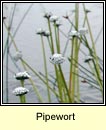 pipewort (pbn uisce)