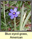 blue-eyed-grass,American