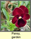 pansy,garden