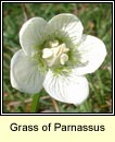 grass of parnassus (fionnscoth)