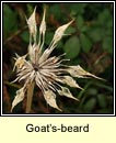 goat's-beard (finid na muc)