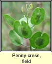 penny-cress,field (praiseach fhia)