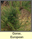 gorse,european (aiteann gallda)