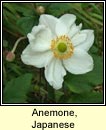 anemone,Japanese