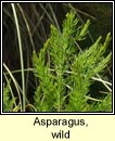 asparagus,wild (Lus sgach)
