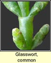 glasswort,common