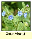 green alkanet (Boglas Spinneach)