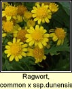 ragwort,common x ssp dunensis