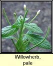 willowherb,pale (Saileachn gasach)